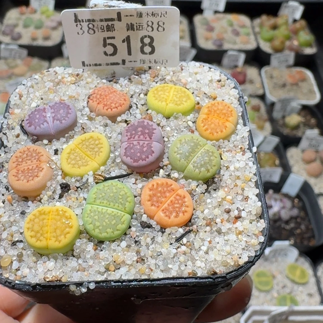 Sss新年福利福利518