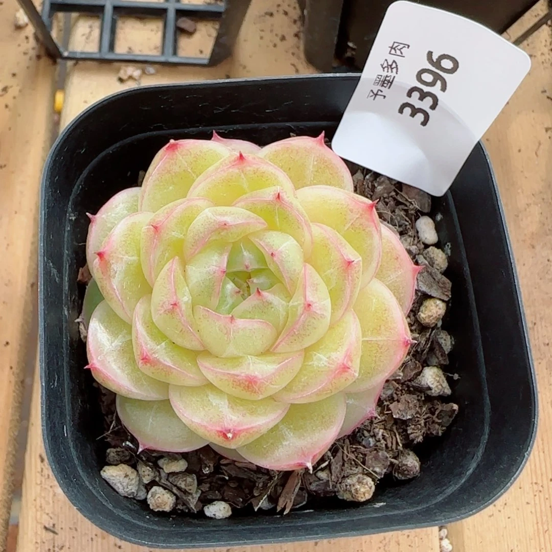 井天，3396多肉植物