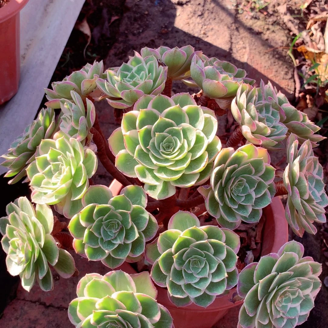 莲花座，多肉植物的