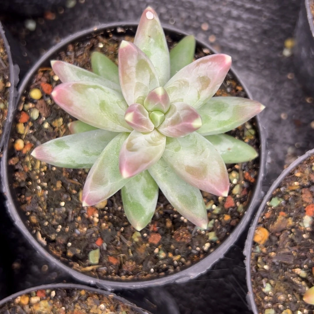 新品一物一拍发货