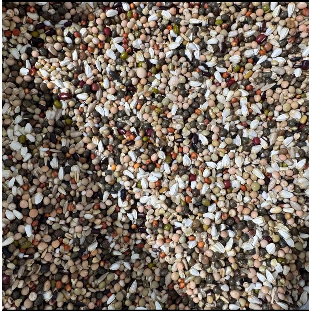 无小麦育雏喷窝鸽粮10斤包邮