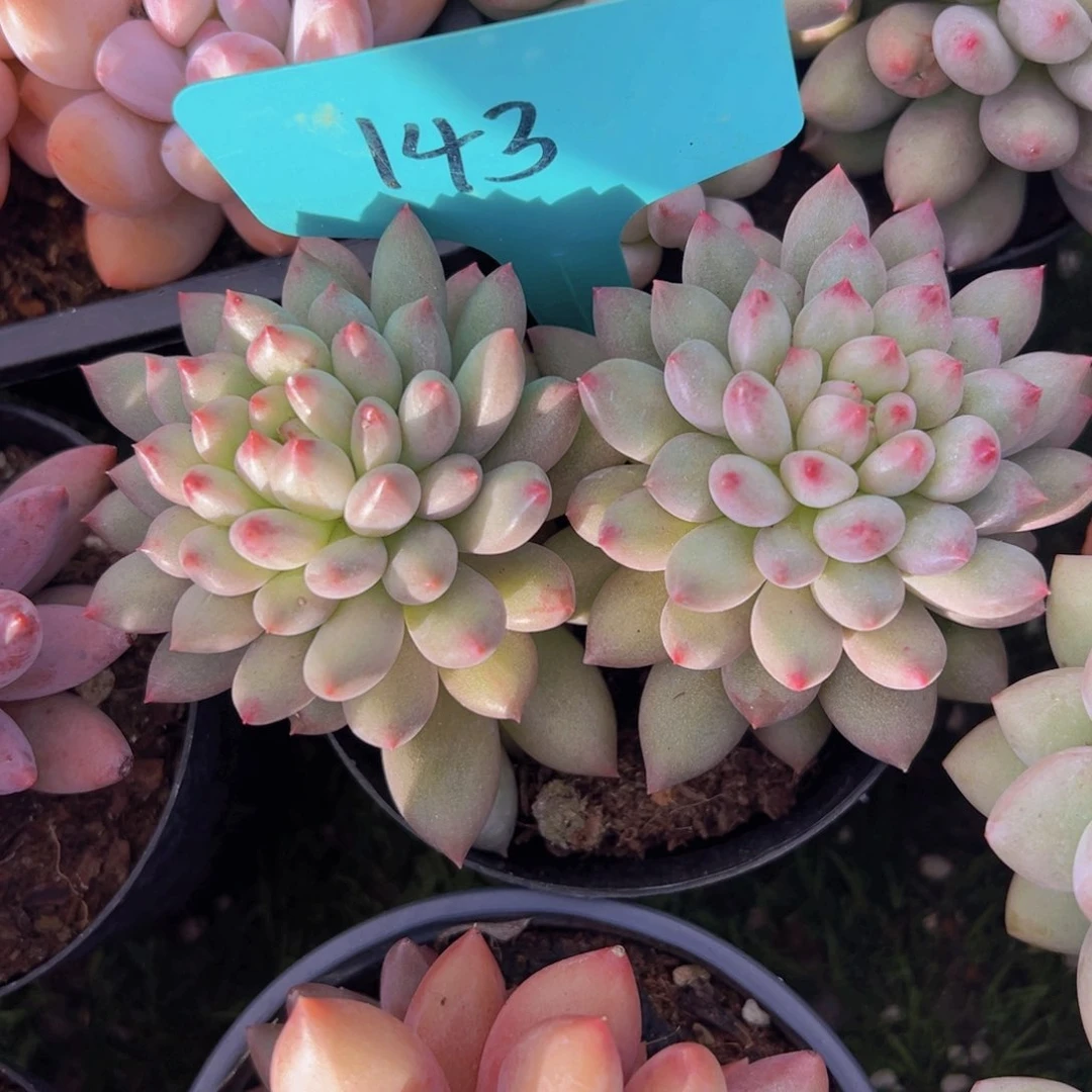 香玉的故事是一个人的故事