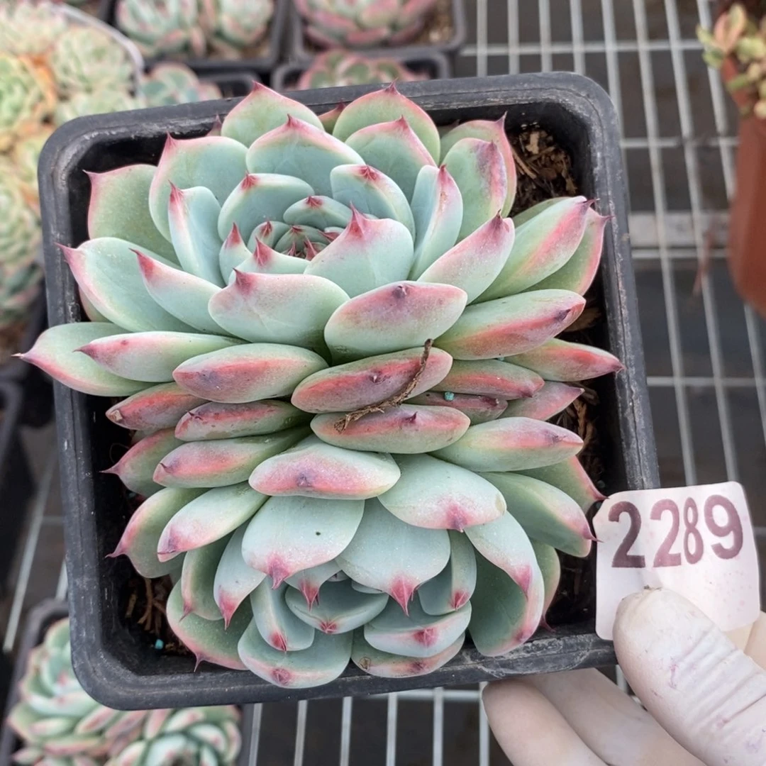 2289吉娃娃一物一拍