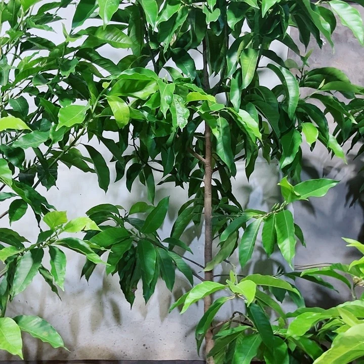 无花朵白兰花是真的好看