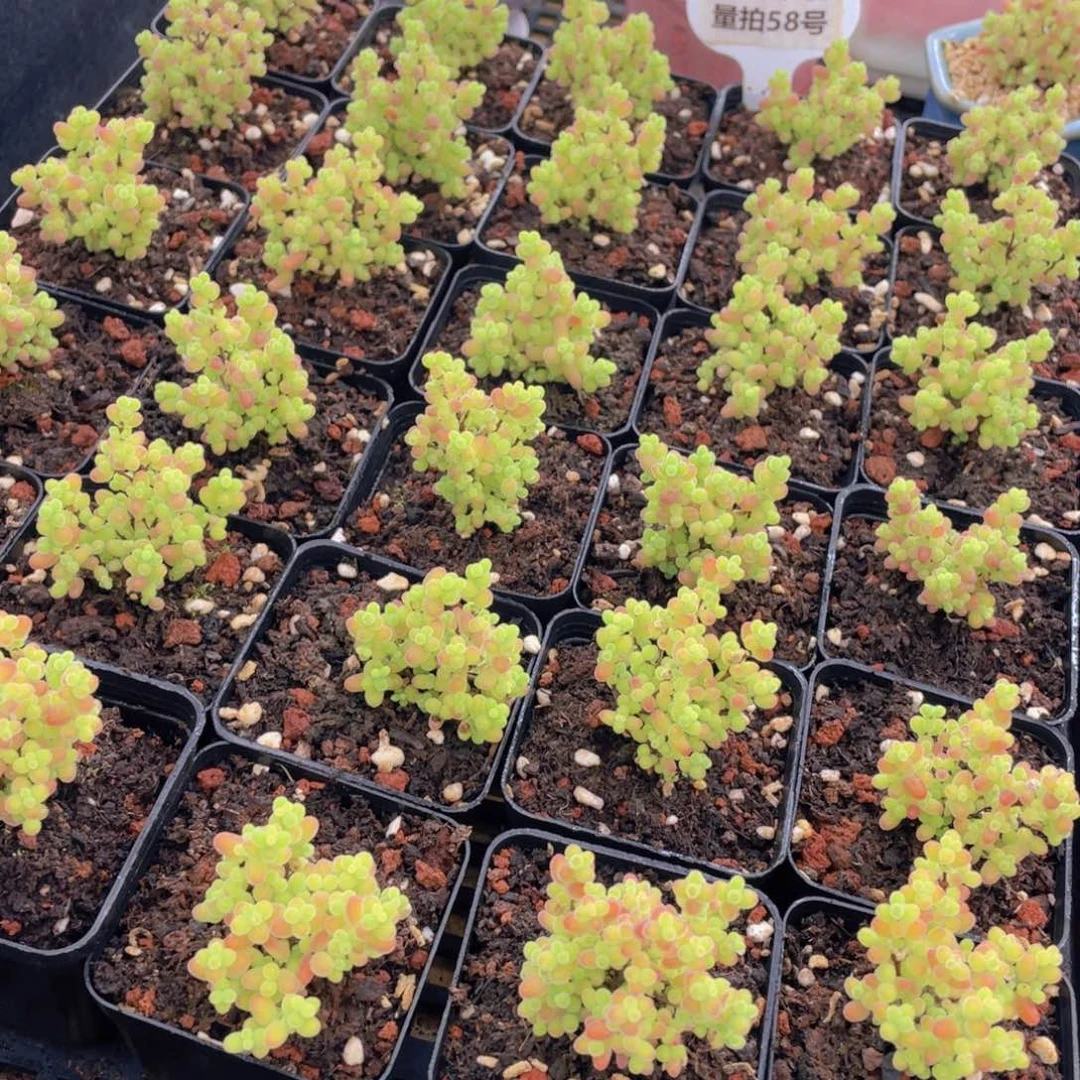 量拍58号 糖果色蜜橘枝干小树造型老桩群一个
