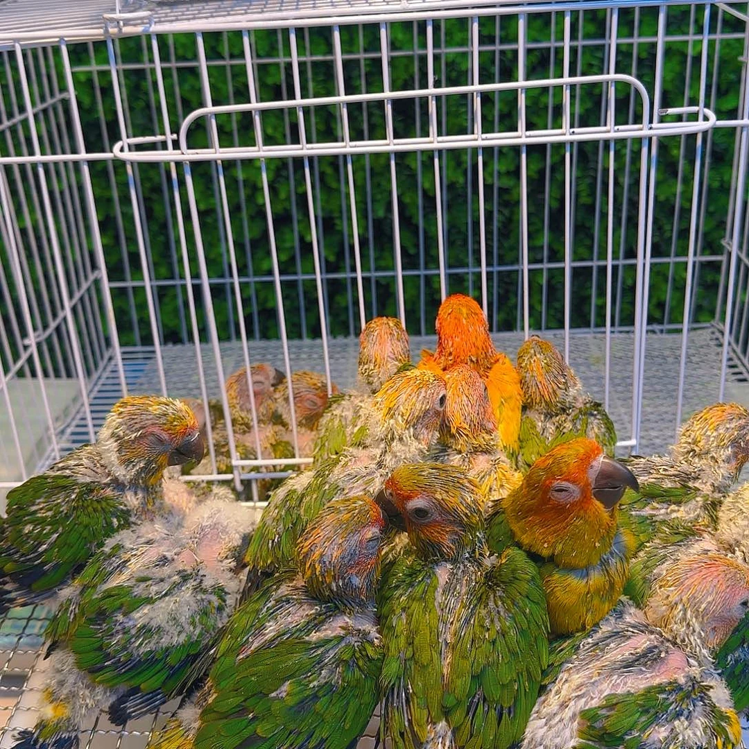 虎皮鹦鹉金太阳亲人粘人