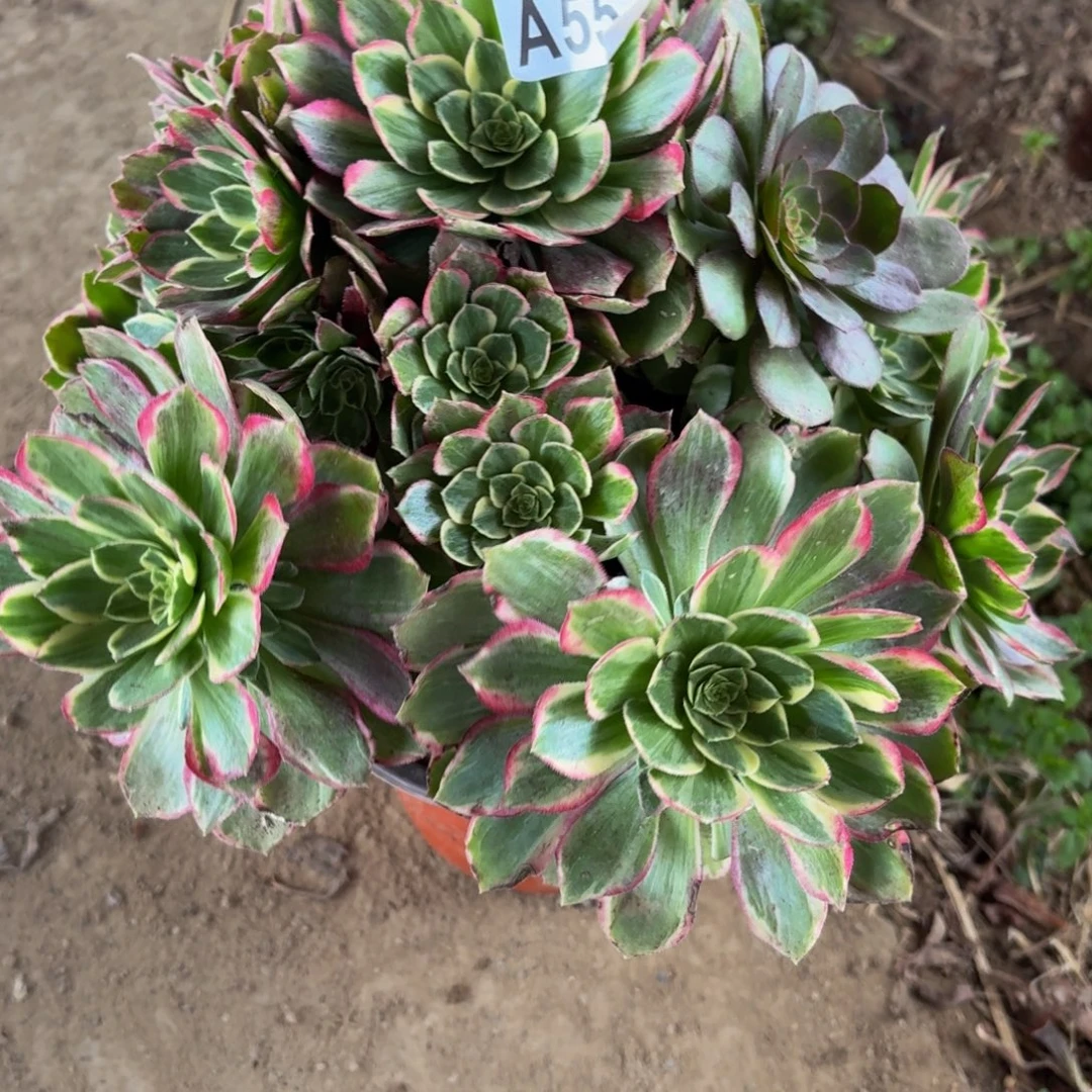 552多肉植物捧花的@