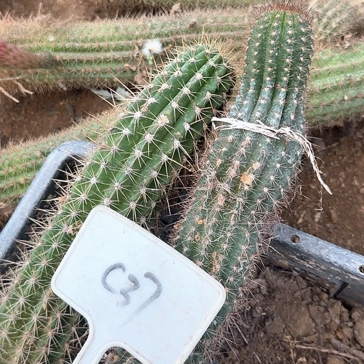 野***唤C37毛花柱组合22瑕疵球