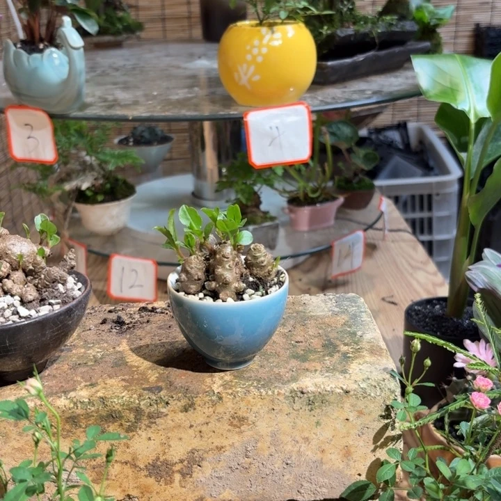 无花朵有****己一物一拍所见即所得114