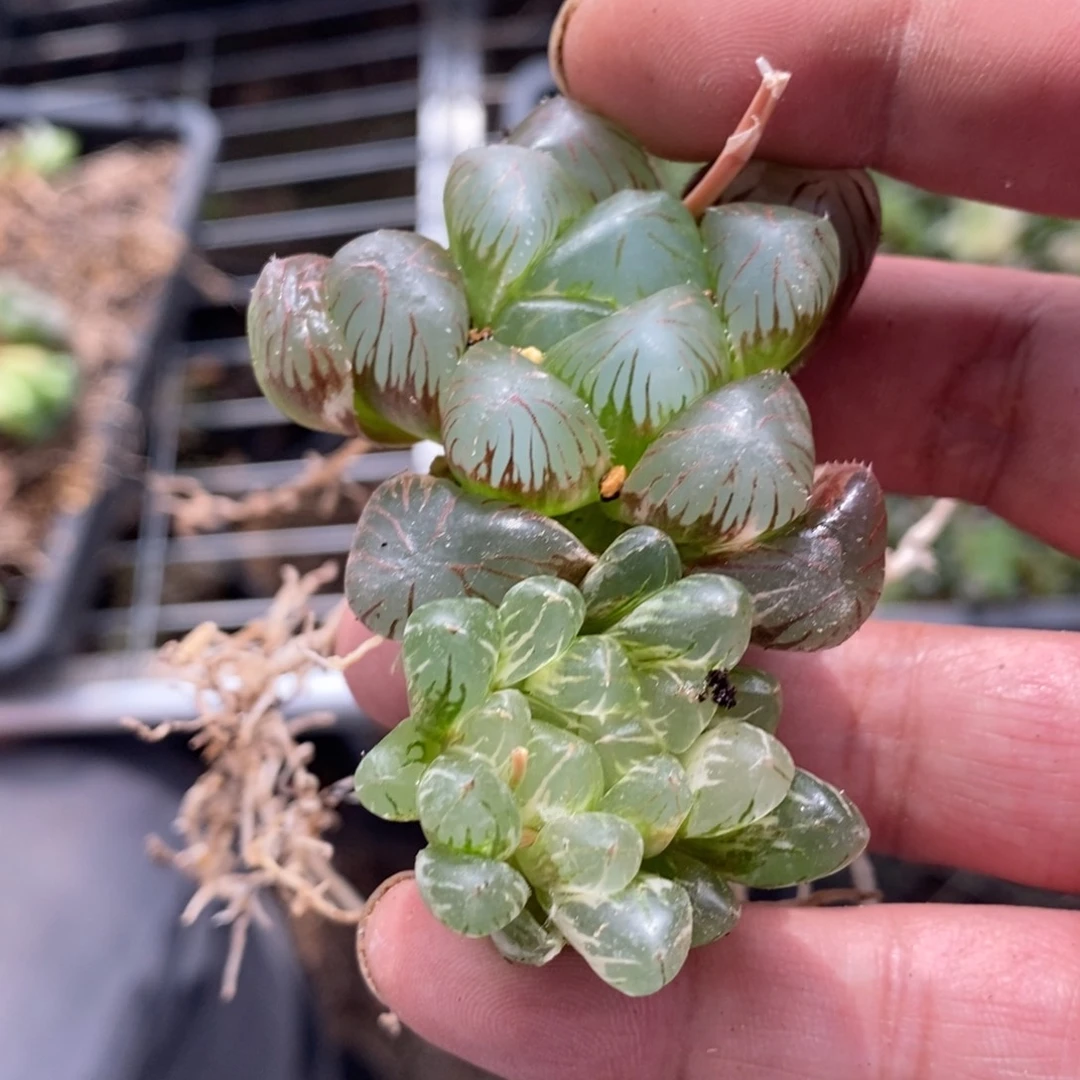 536 两颗一起。 超级福利