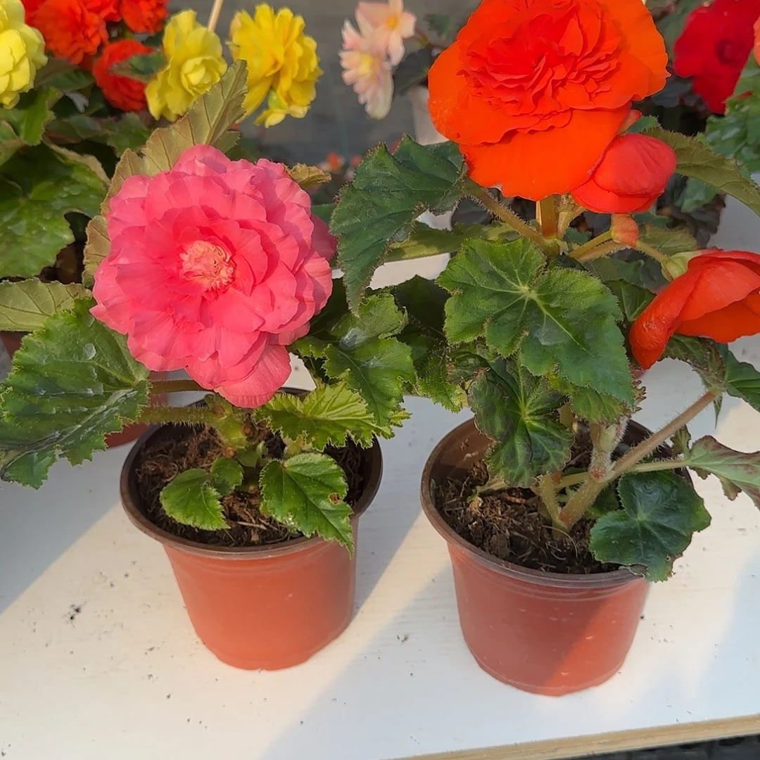 绿叶粉➕绿叶橙 夫妻海棠