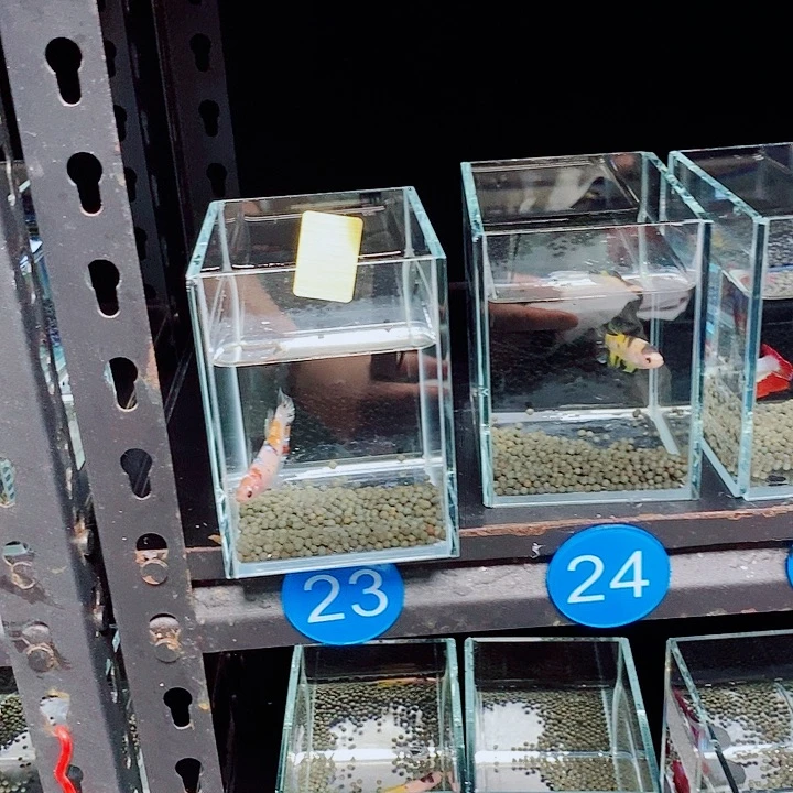 王***一斗鱼蓝4 23 27号巨斗将军