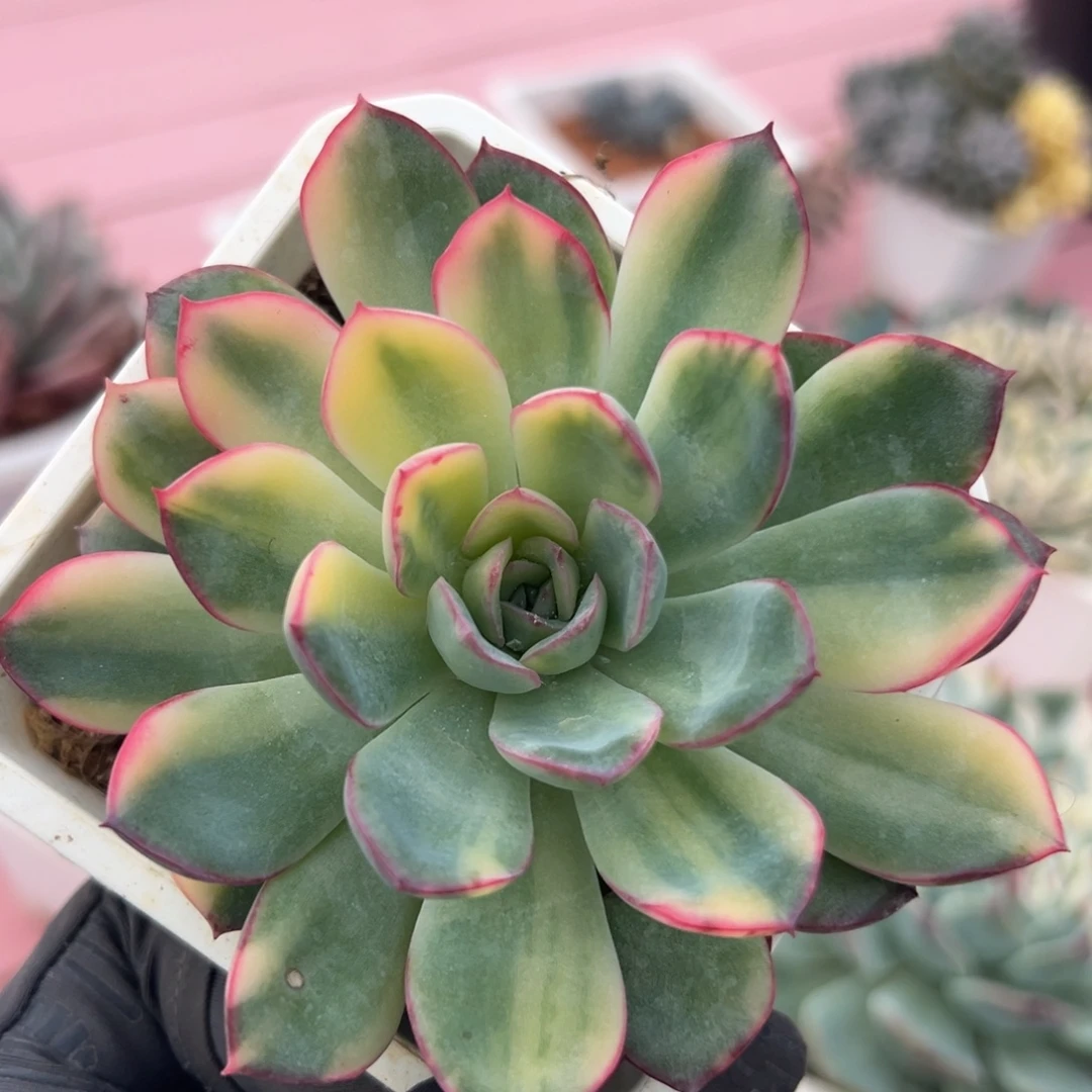 雨燕座锦，花脸拉丝锦