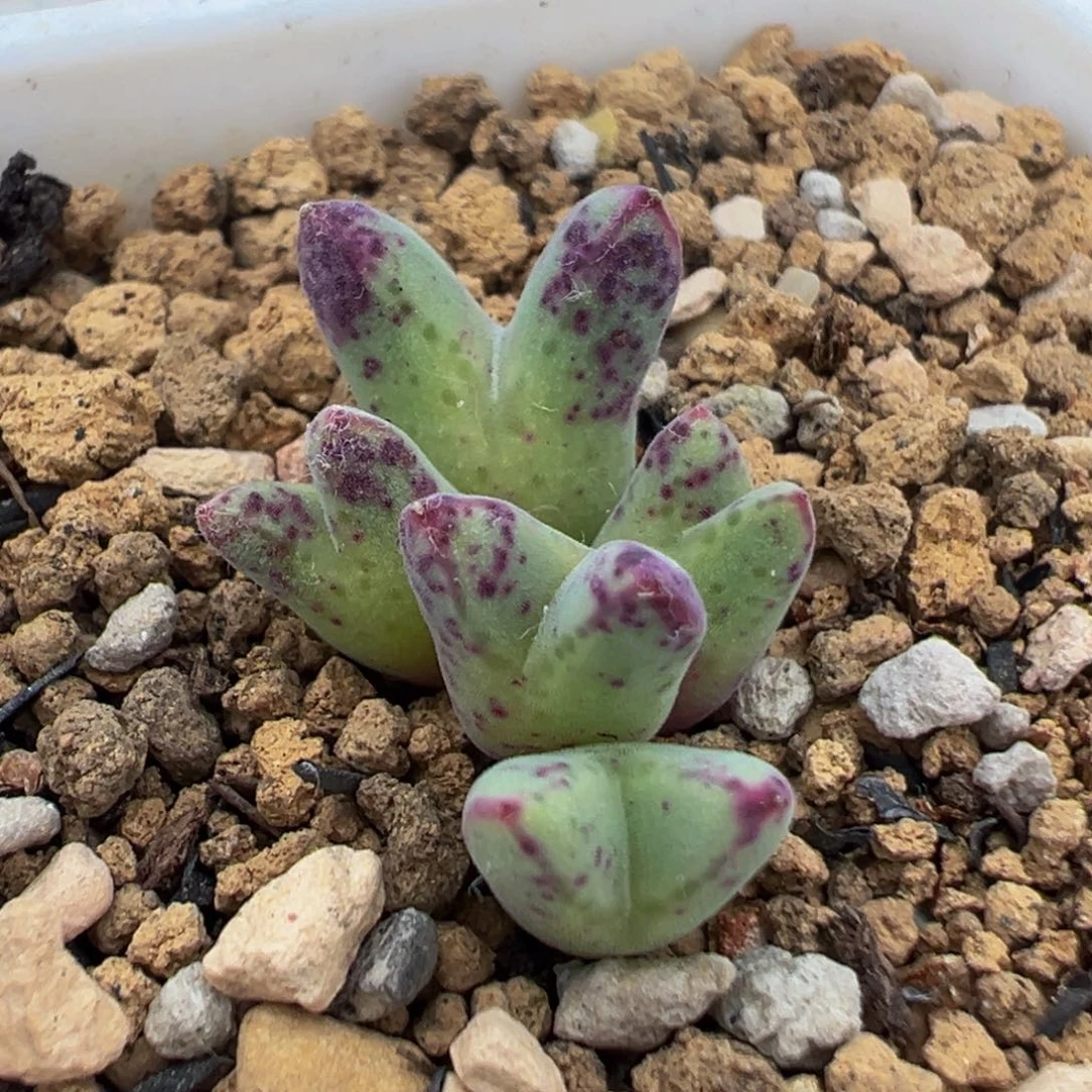 123多肉植物百科猪蹄