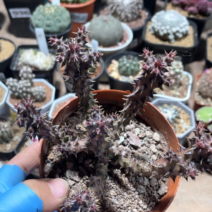 487波斯地毯箩魔
