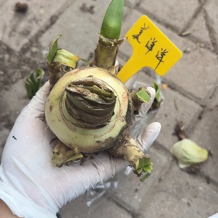 无花朵朱顶红美洋洋7+4侧