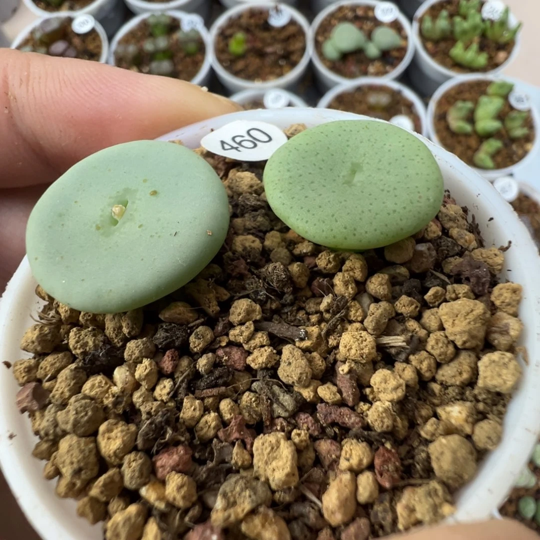 酒杯1颗脱土460000