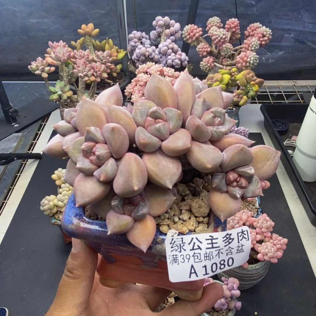 080象牙奶朵朵缀多肉7c m