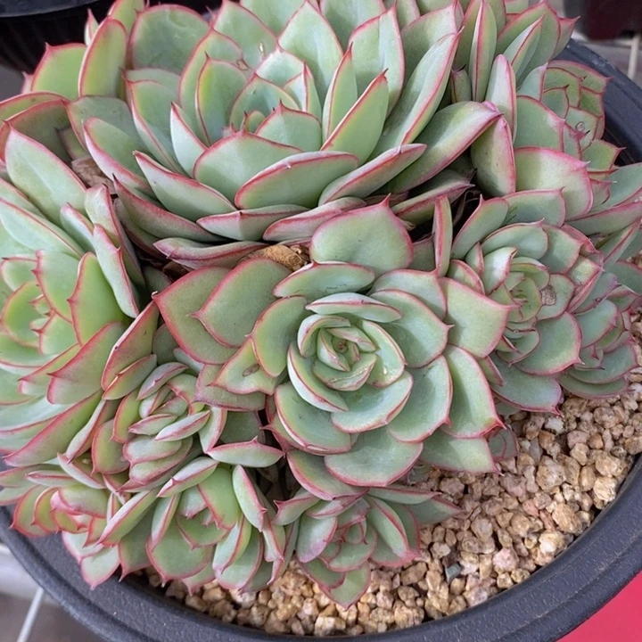 I***C463号牡丹亭手捧花