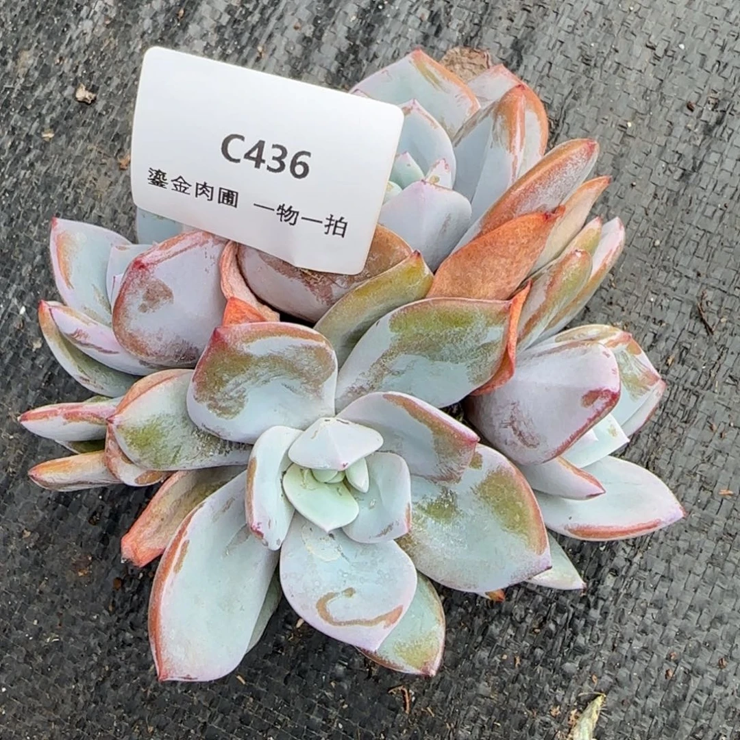 初***六C436奶茶（有瑕）