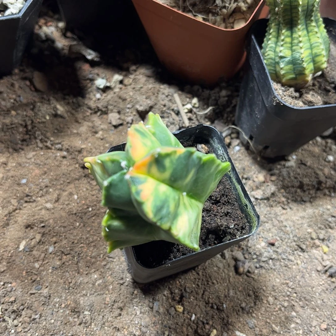 鸾凤预警一一一一一一一一