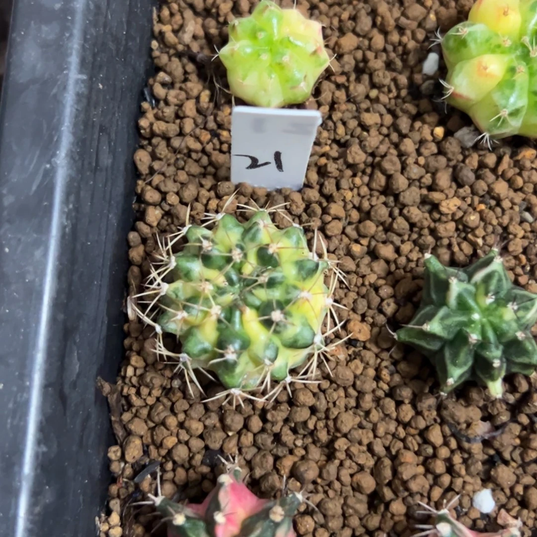 *****奶油太妃侧芽自根脱土发货