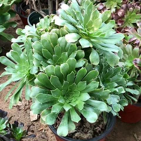 原始绿玫瑰玫瑰玫瑰