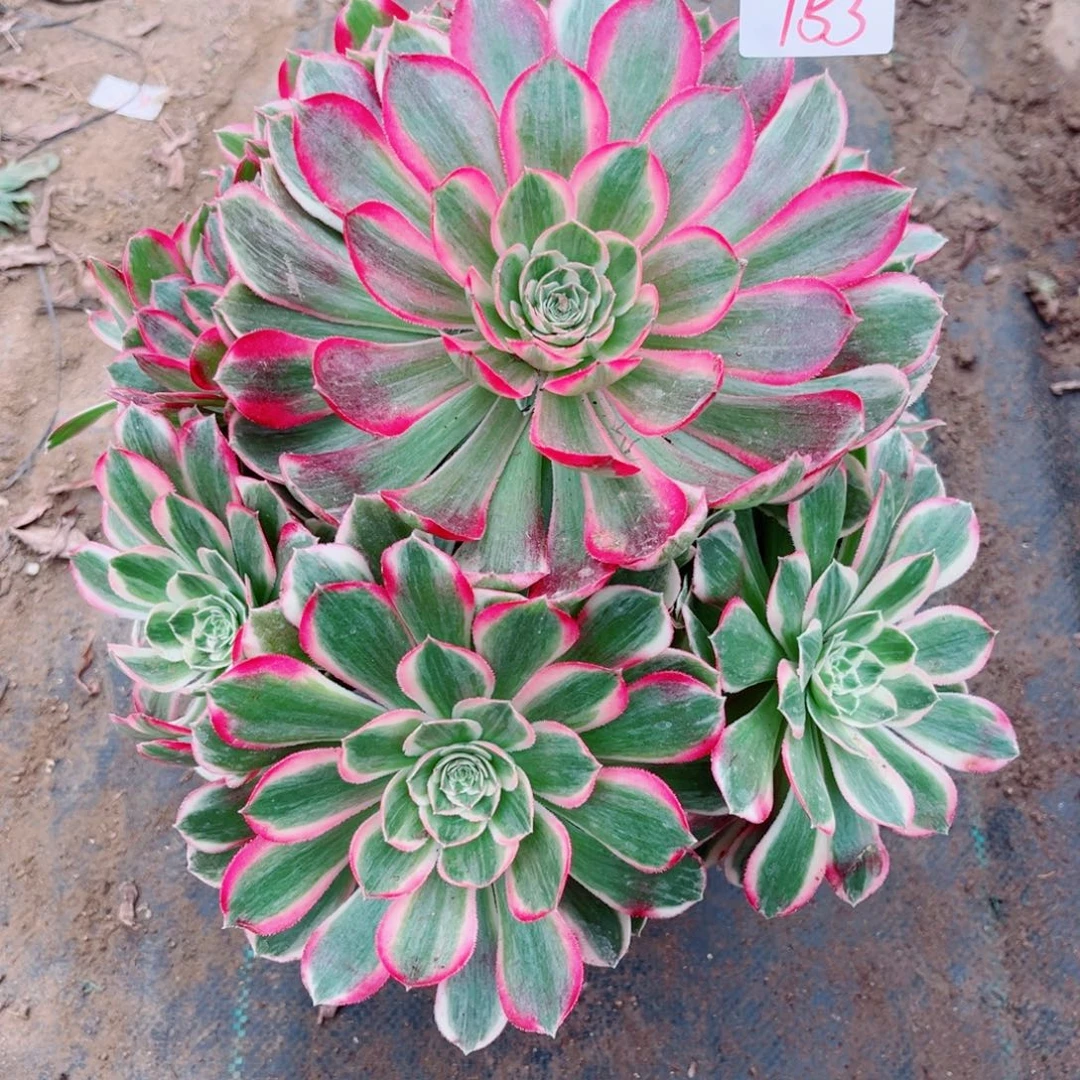 153孔雀翎多肉法师