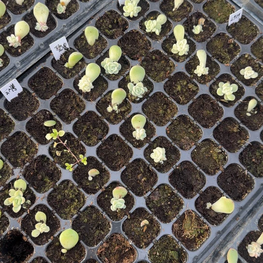 碧波1个穴满25包邮