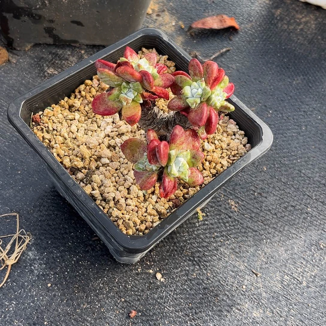 小鹿多肉一物一拍