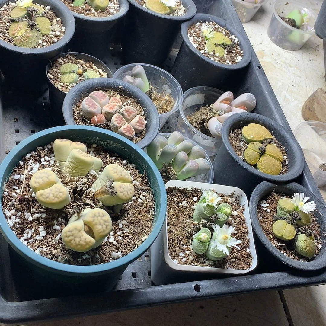 嘻*?K123多肉植物保护