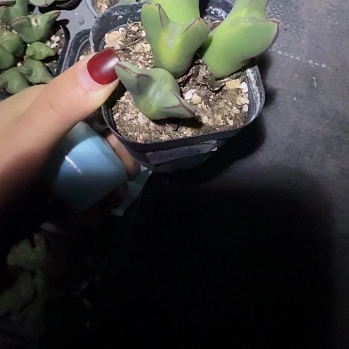 江***人多肉植物满20包邮