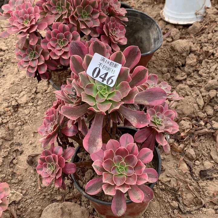 046美杜莎手捧东棚