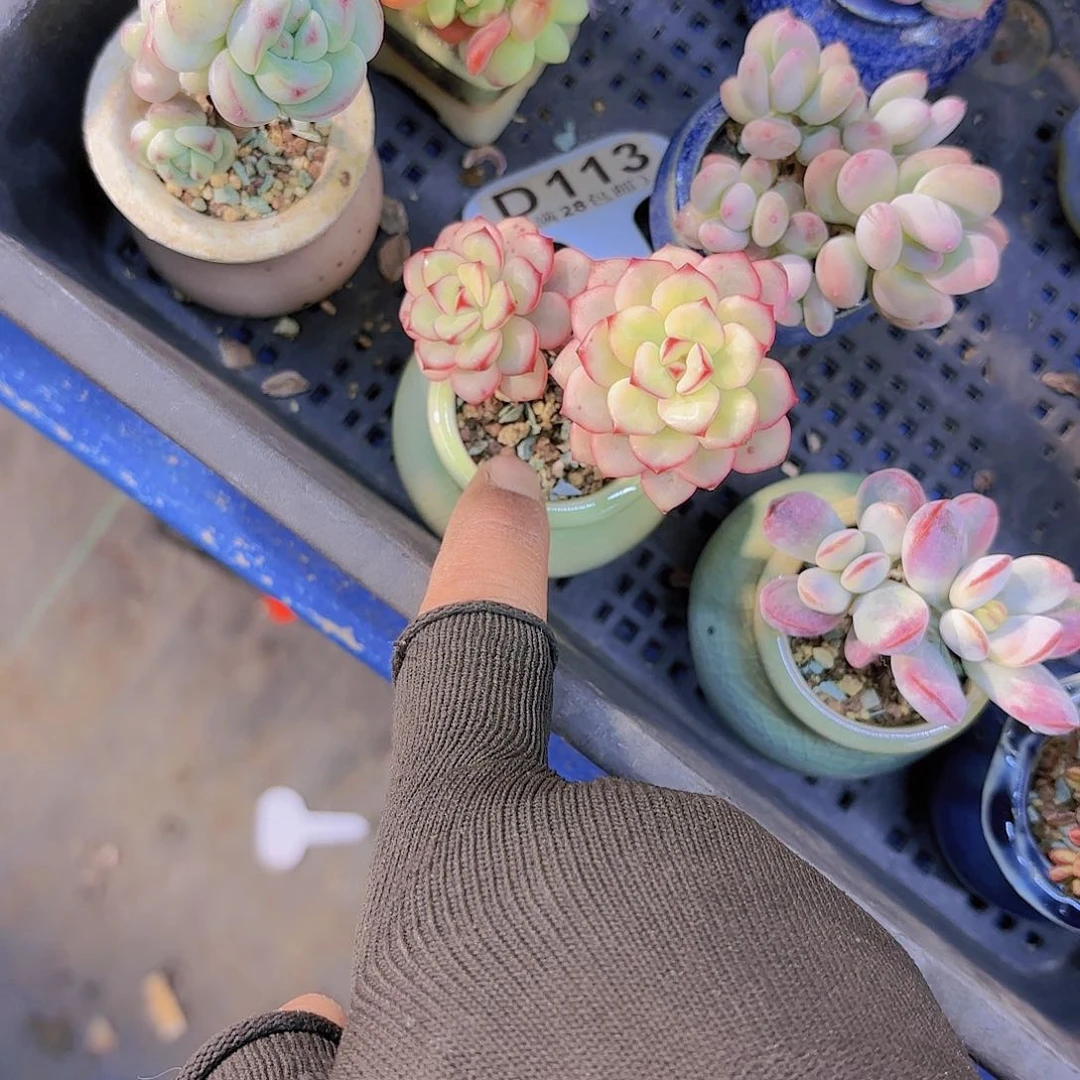 请****丽D113探戈锦一物一拍