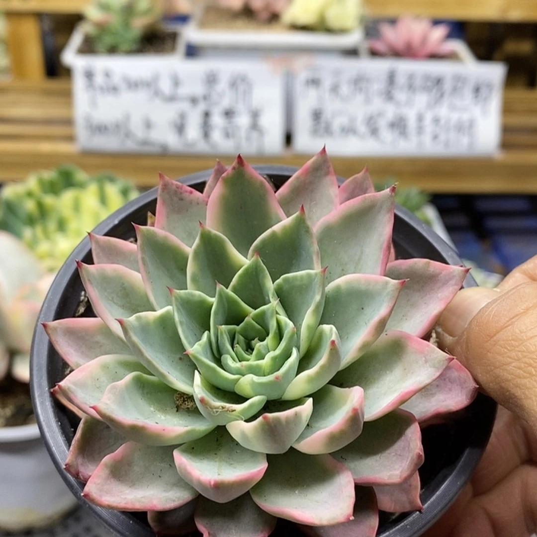 04196 贝拉多娜锦