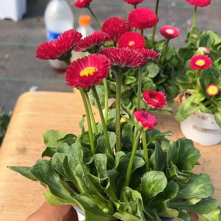 红陶相*?抖音直播闪拍84