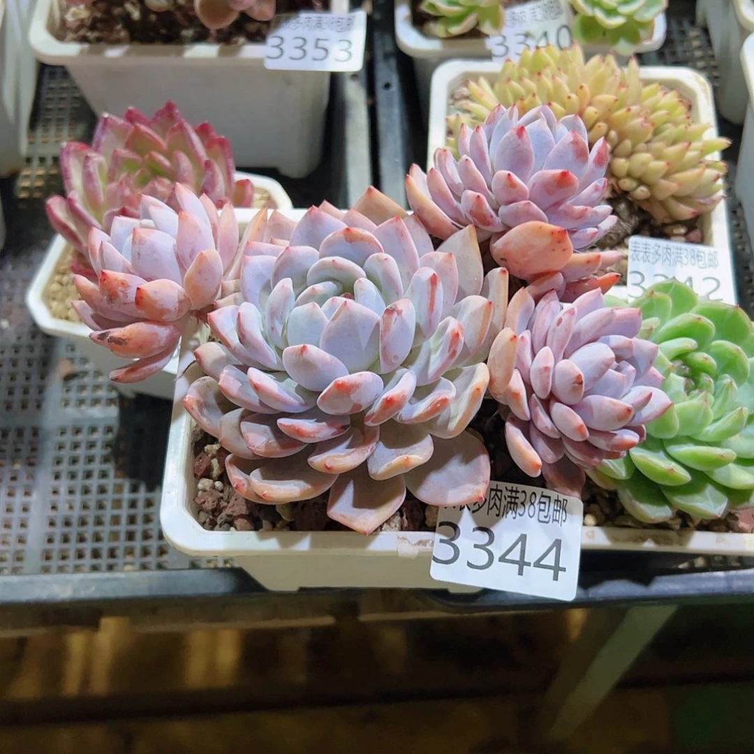 萌****无花朵多肉一物一拍植物3344