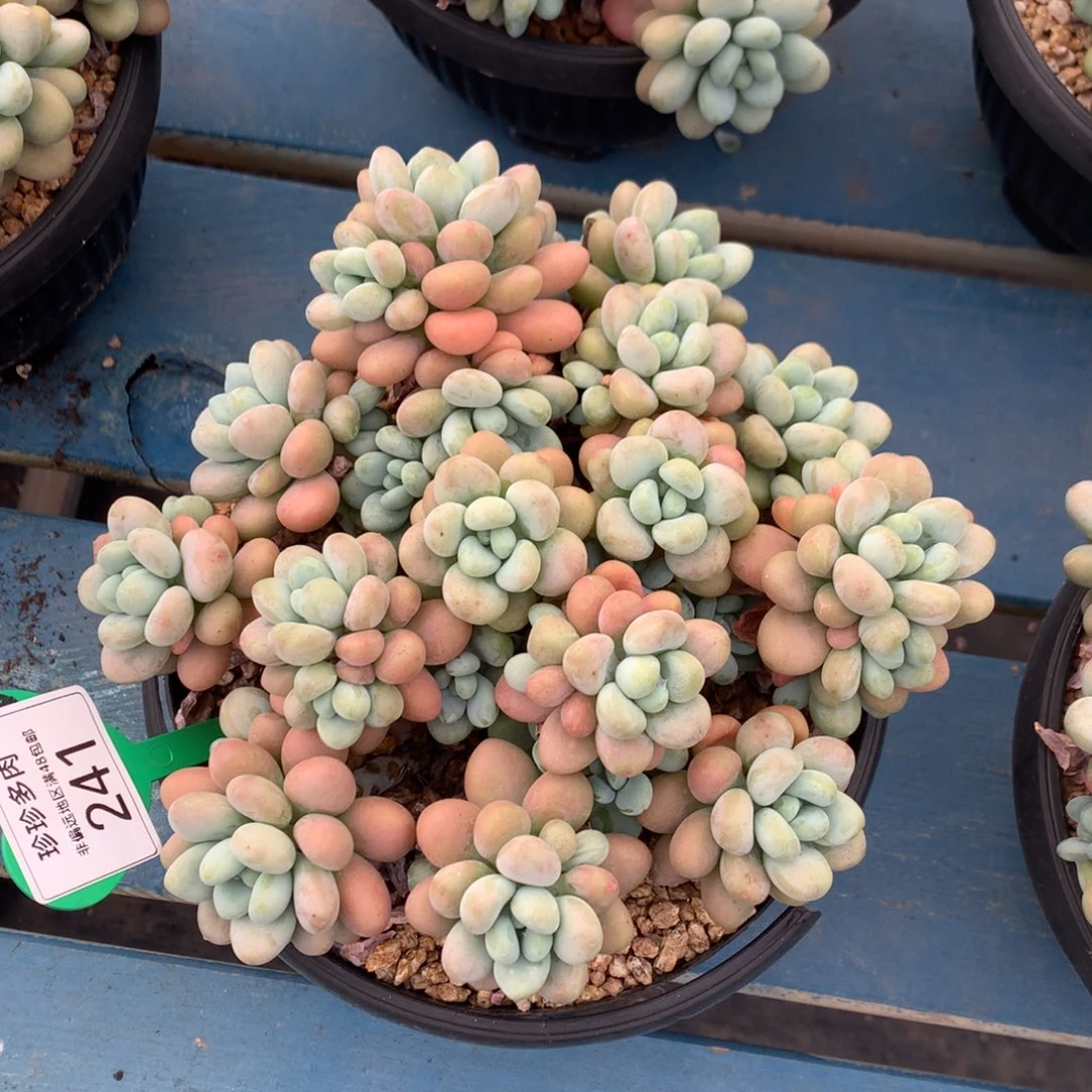 达芙妮老桩一物一拍