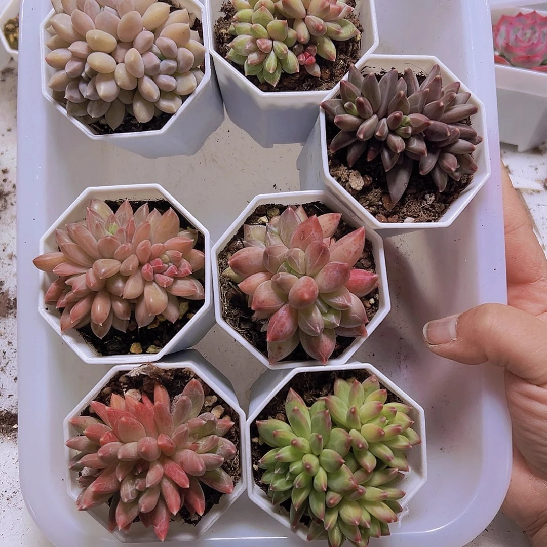 美人群生组合7盆八角盆