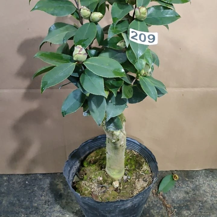 209绿可那，原盆原土发货