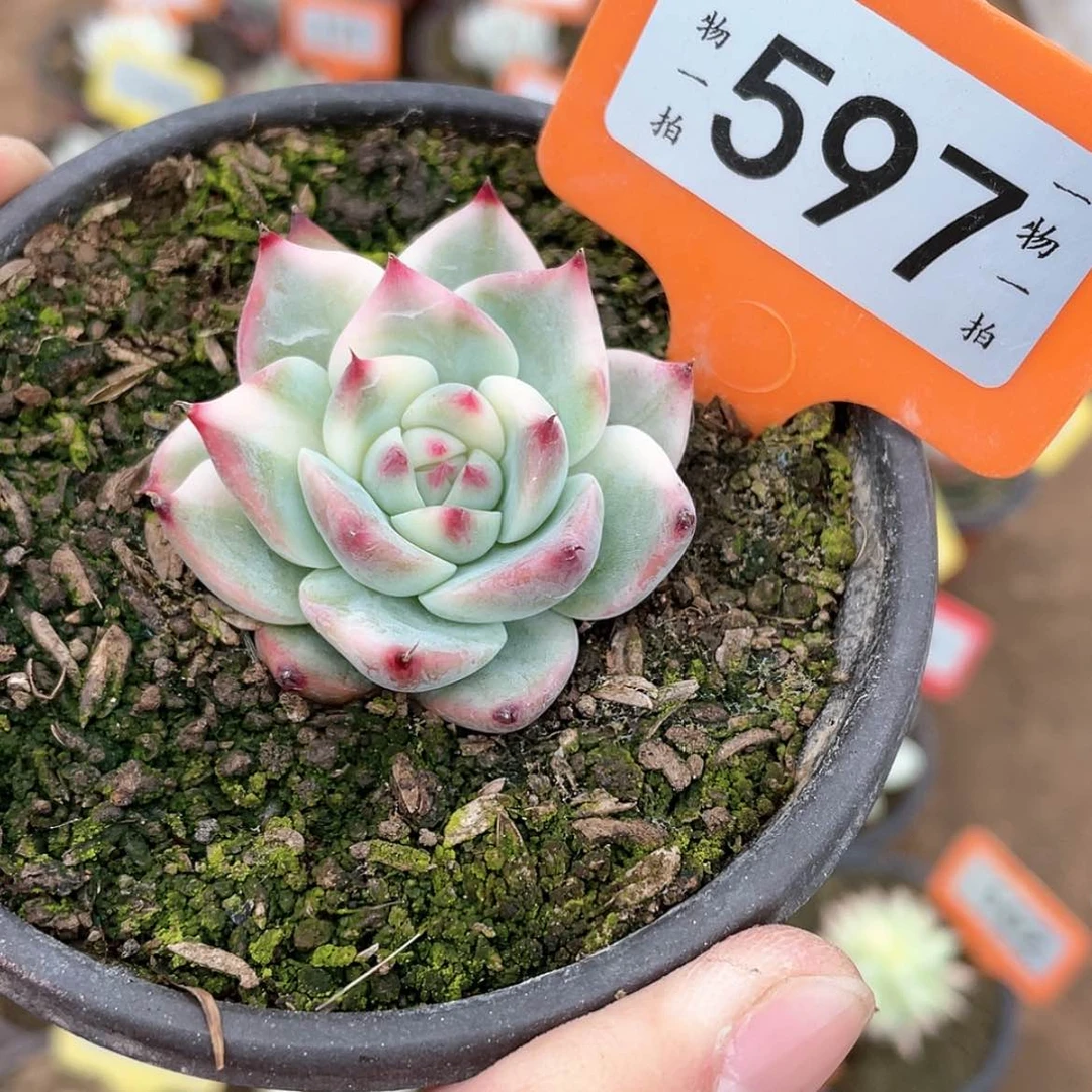 【闪购商品】597号