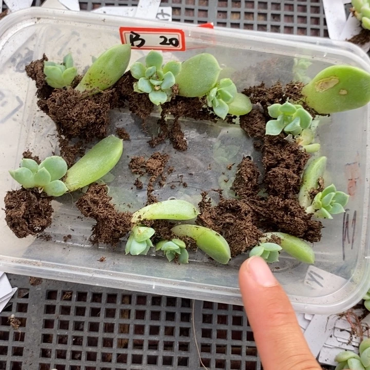 冰魄B芽苗3个多肉量拍