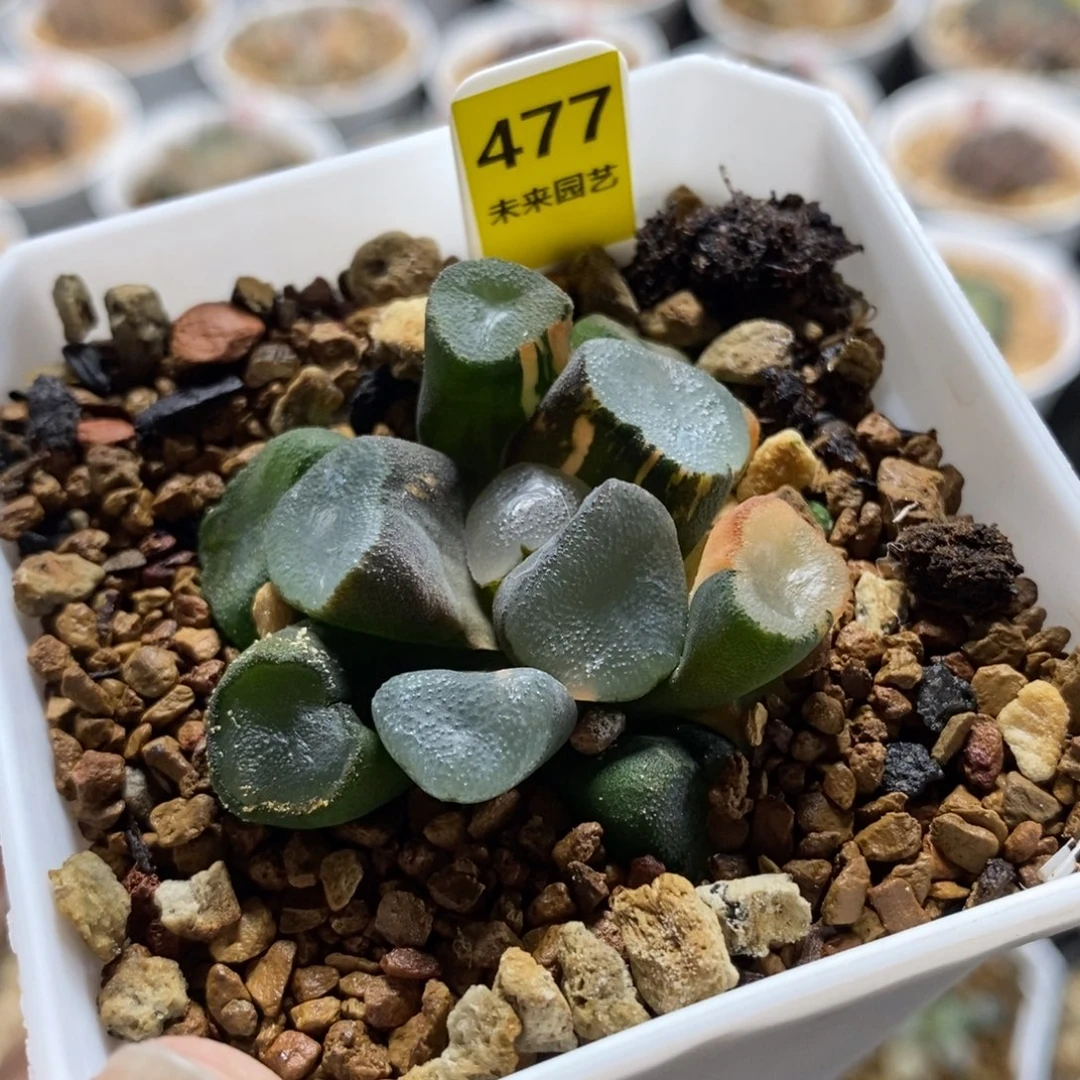 477空门万象锦一物一图