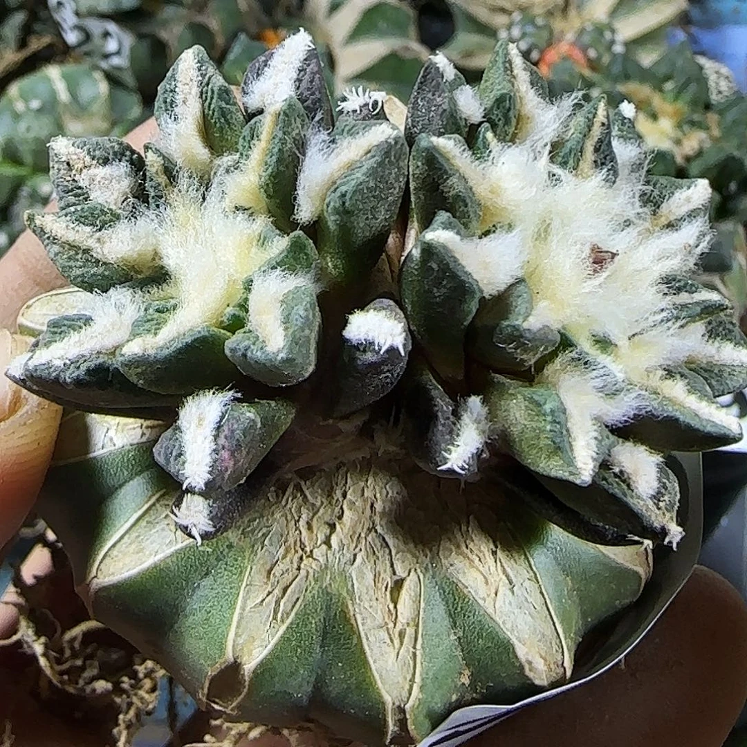 长毛双头黑牡丹929。