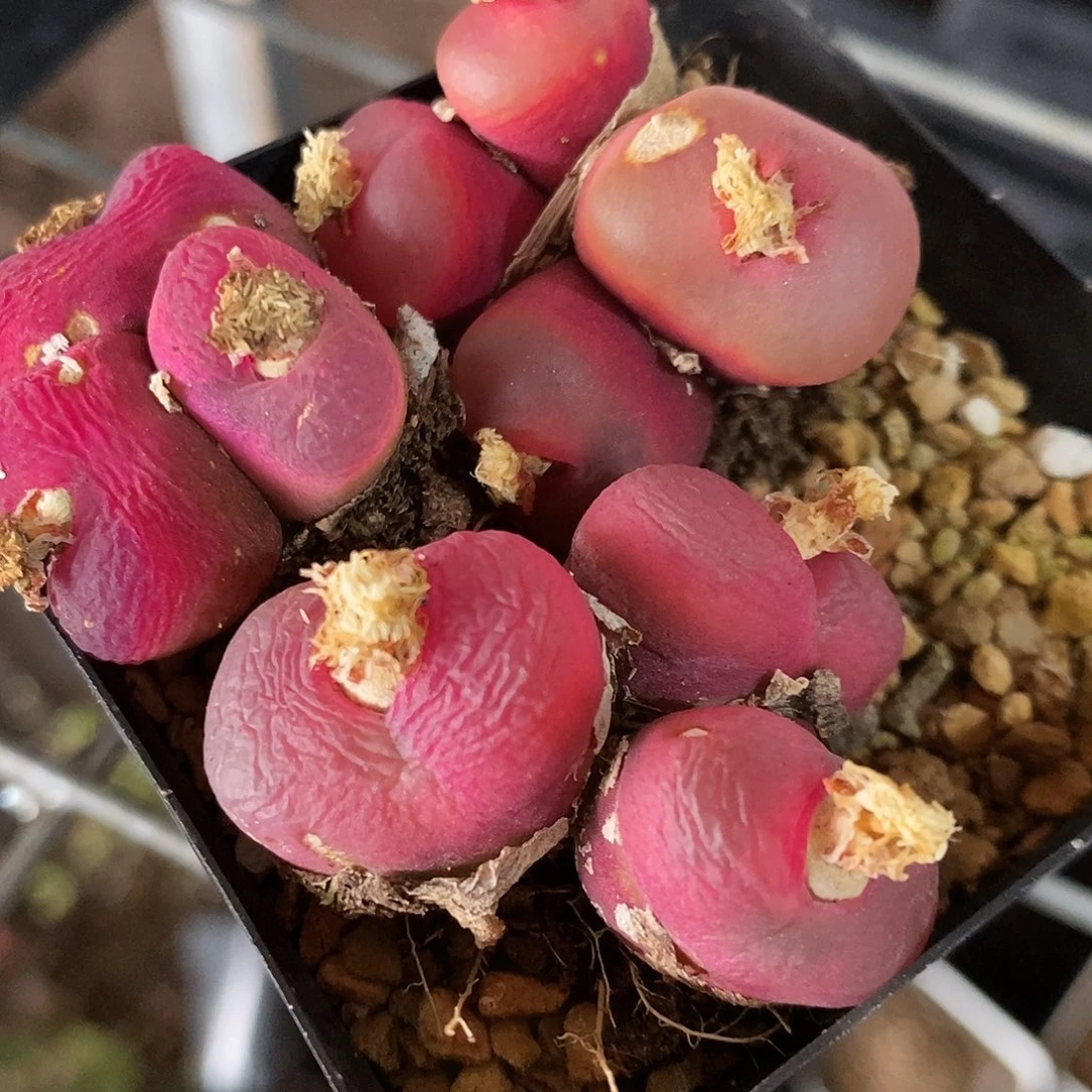 1334多头有瑕疵一组。