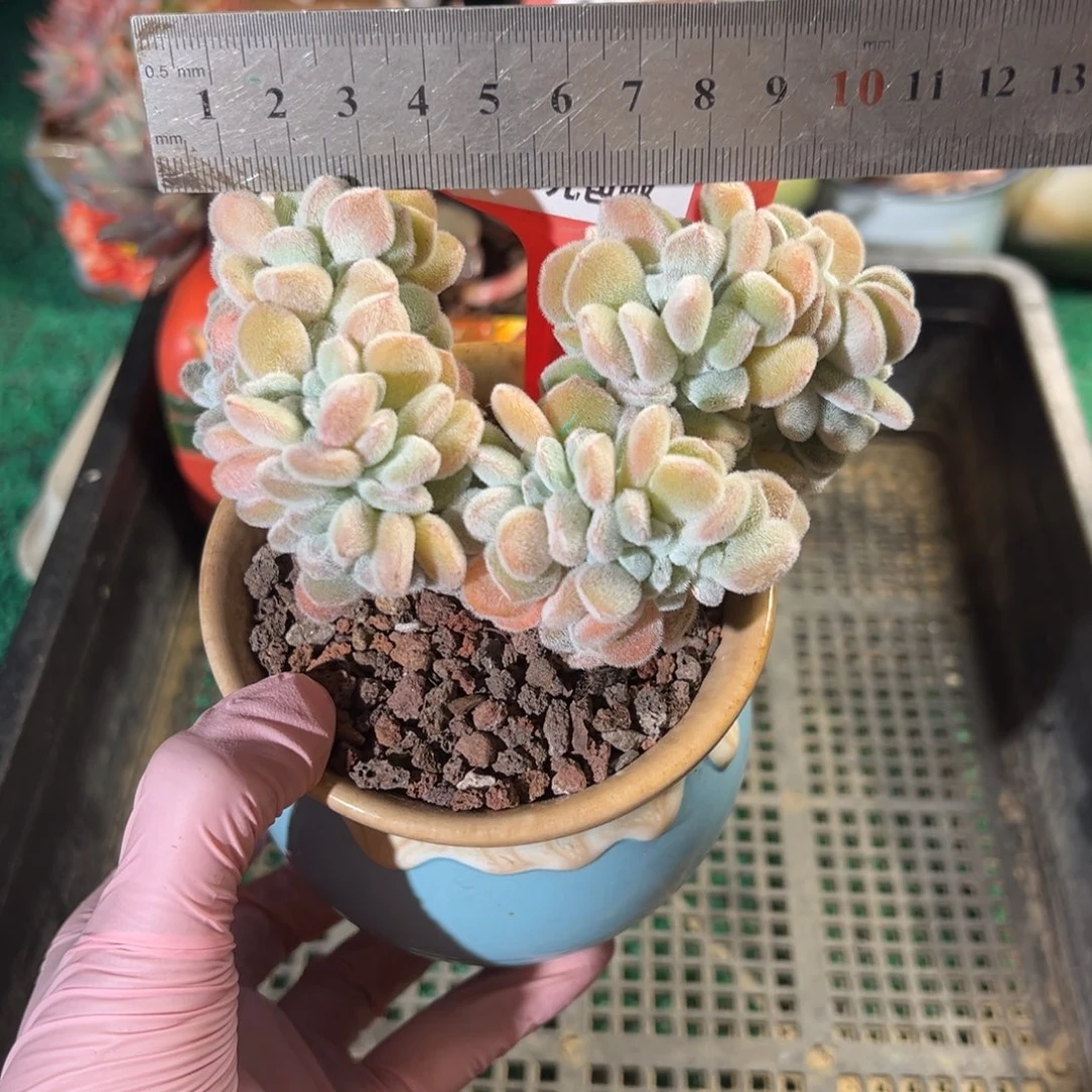 表妹精品多肉植物104.