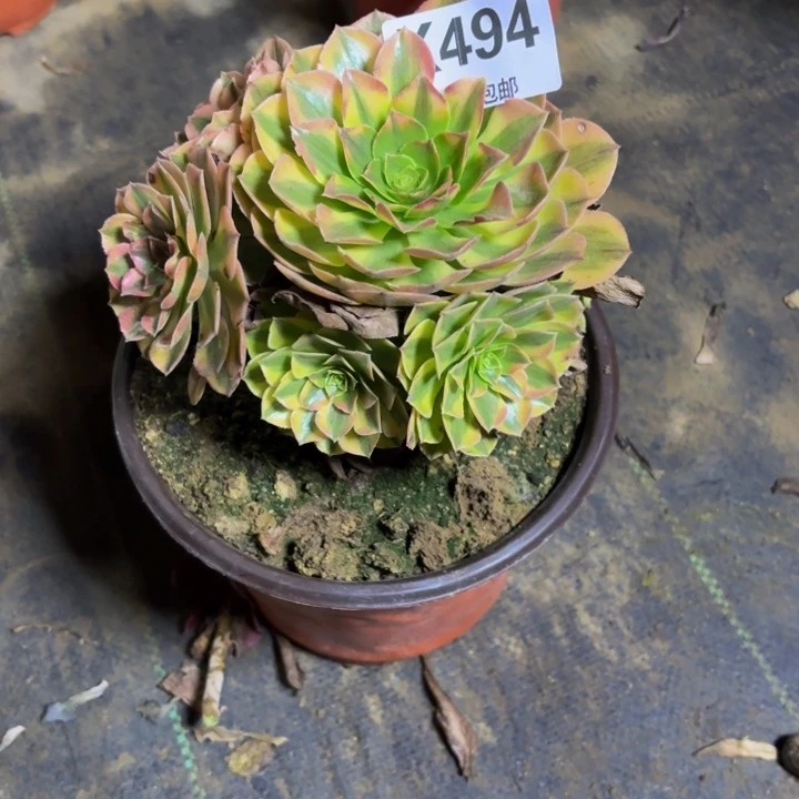 瑞妈，，，，，，494雨荷