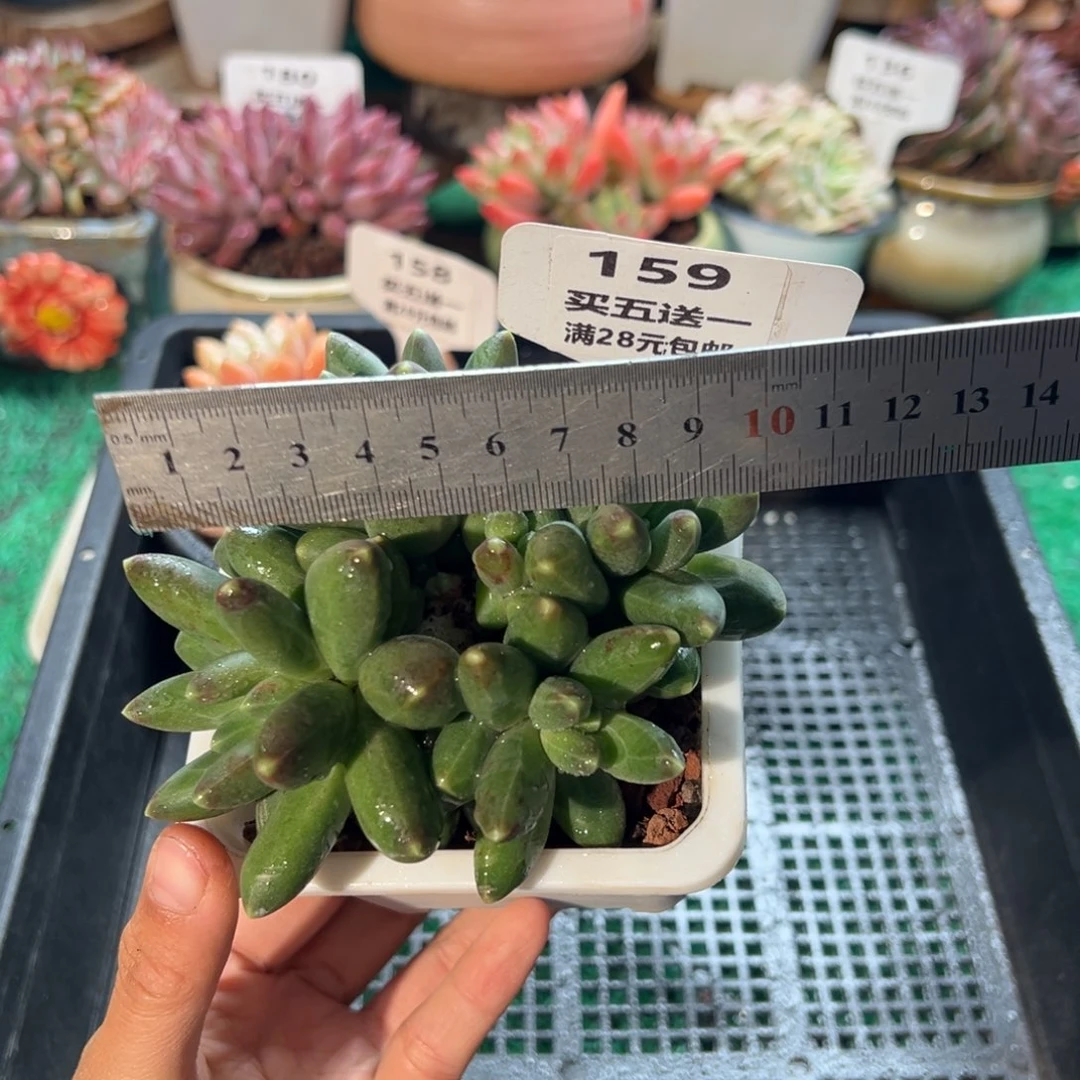 表妹精品多肉植物159.