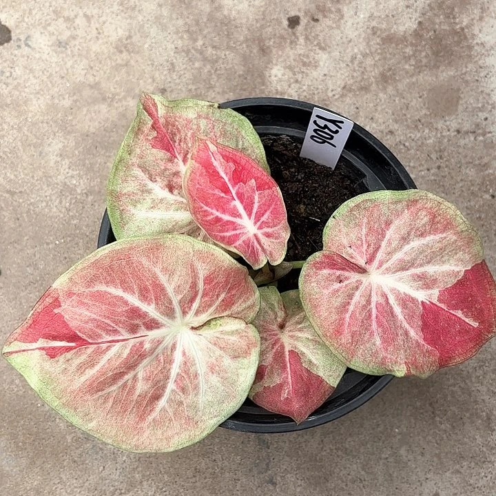 306-0213天堂莲花彩叶芋泰国发货