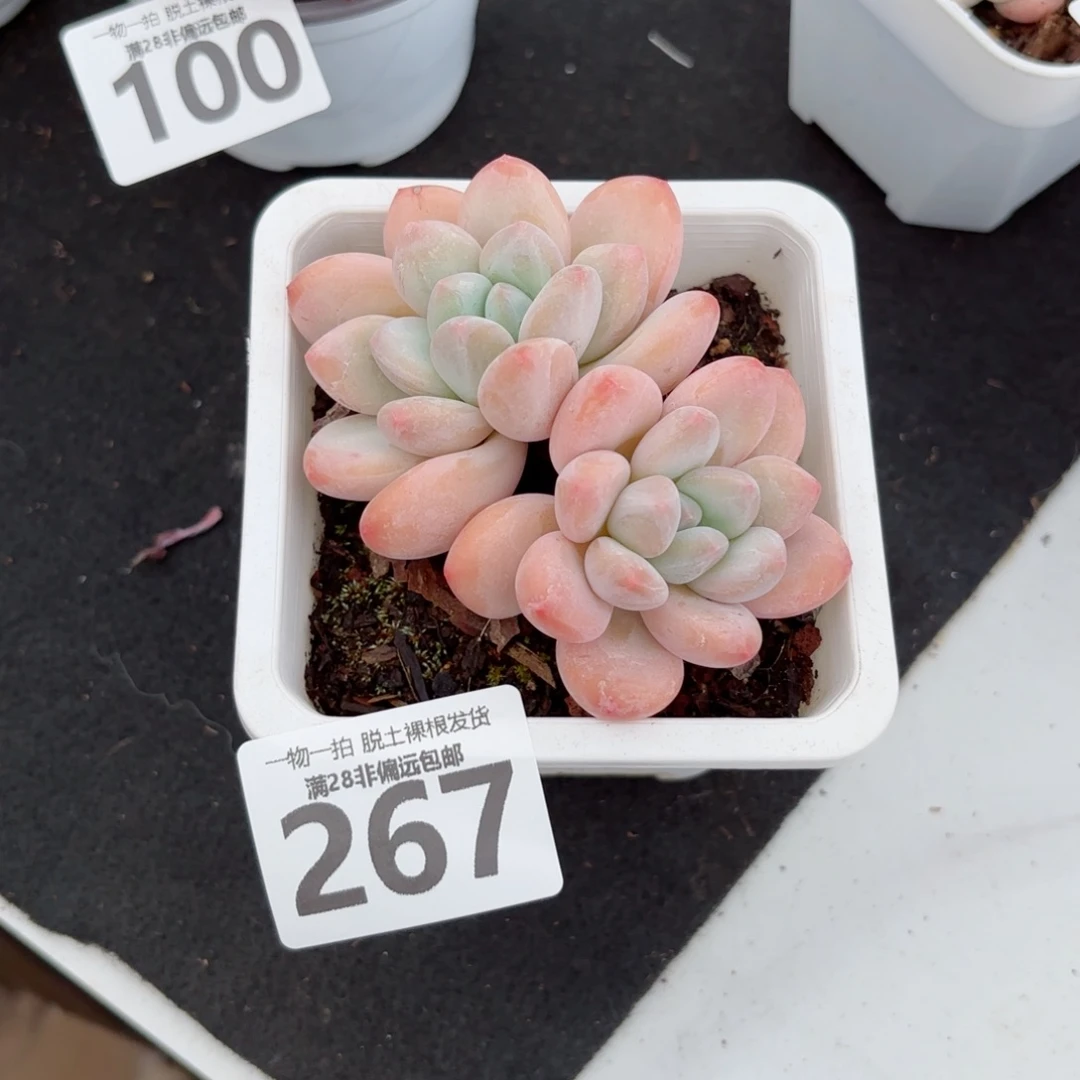 香水老桩无盆土发货